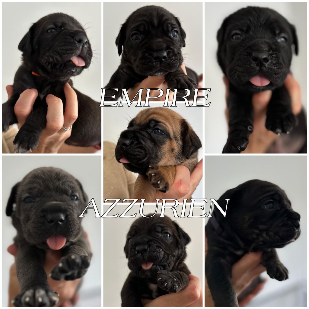 chiot Cane Corso De L'Empire Azzurien