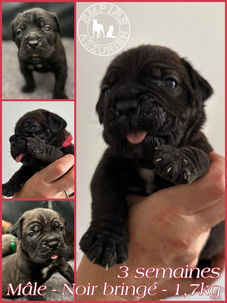 De L'Empire Azzurien - Chiot disponible  - Cane Corso